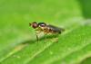 Cetema sp.